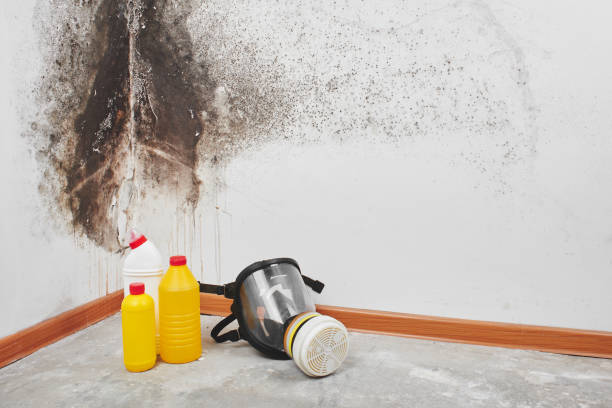 Best Kitchen Mold Remediation in Godfrey, IL