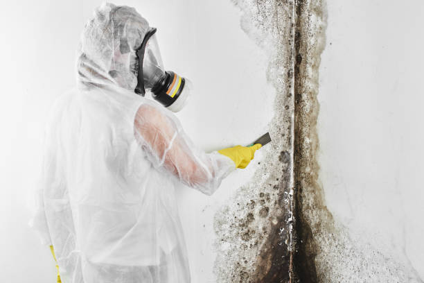 Best DIY Mold Remediation Support Services in Godfrey, IL