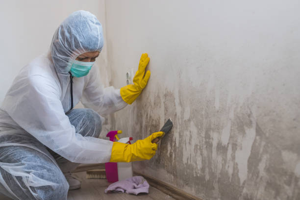 Best Crawl Space Mold Remediation in Godfrey, IL