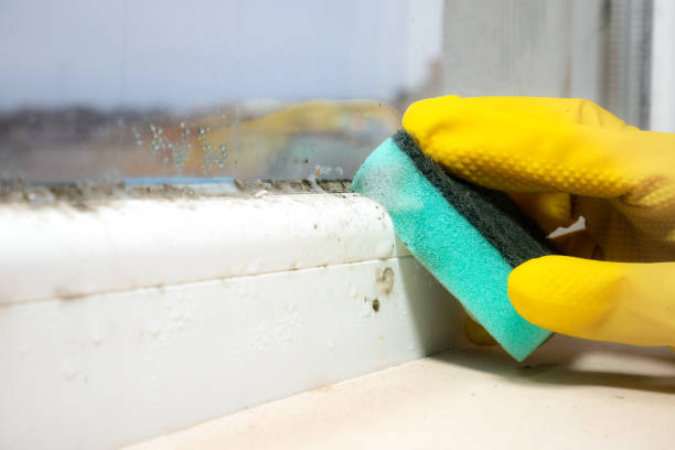 Reliable Godfrey, IL Mold Remediation Solutions