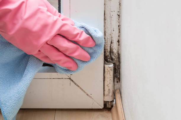 Best HVAC Mold Remediation in Godfrey, IL