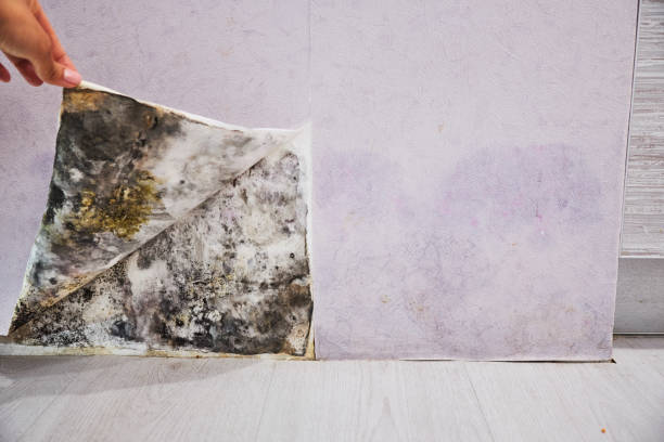 Best Insurance-Related Mold Remediation in Godfrey, IL